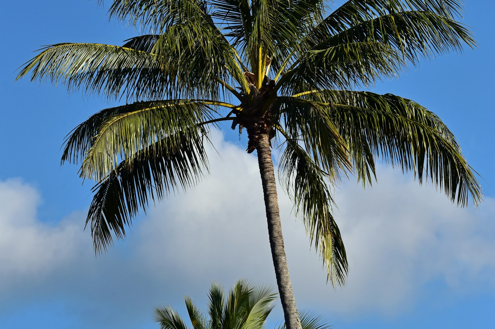 Cairns skyline