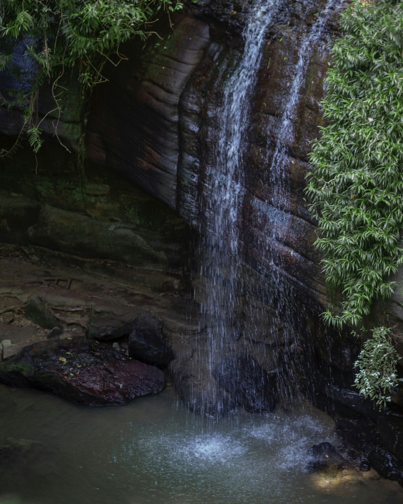 Buderim, Sunshine Coast