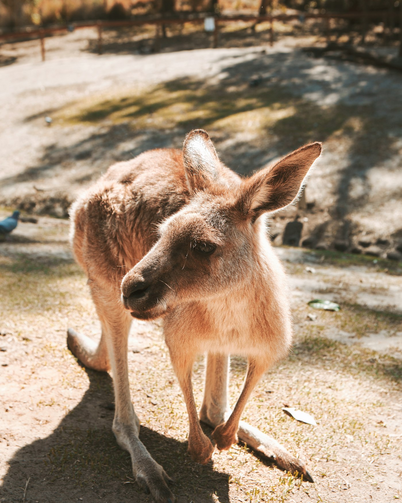 Kangaroo Point, Brisbane